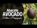 Abacate Avocado: Cultivo em Vaso e Formas de Propagação