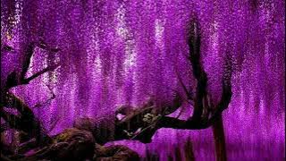 Relaxing Music For Sleep ¨Wisteria Flowers¨ Extended