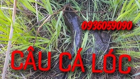 Cắm câu cá lóc đêm trúng lớn. Bán cần câu cắm cá lóc bằng tre gai. 0936059090
