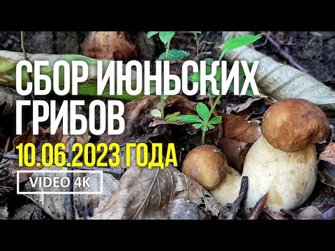 СБОР ИЮНЬСКИХ ГРИБОВ 10 июня 2023 года.