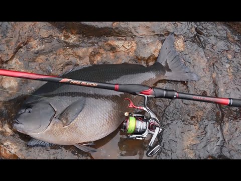FIRE BLOOD Onaga in 沖ノ島 NOBORU MORII Ver. 尾長グレ62.5cmの衝撃