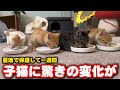 えっ⁈子猫の変化にビックリしました
