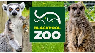 Blackpool Zoo Footage | July 2025 (4K)