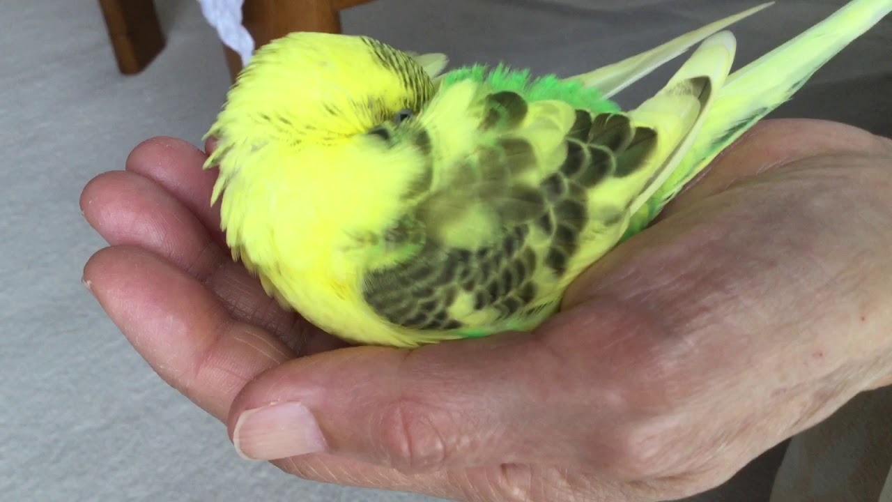 かわいい セキセイインコ ハルクイン 手のひらで寝る ペット Youtube