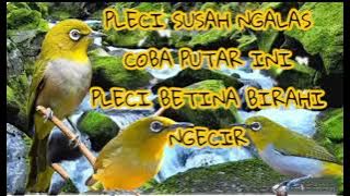 CALL PLECI BETINA BIRAHI NGECIR, PERANGSANG PLECI JANTAN BUNYI
