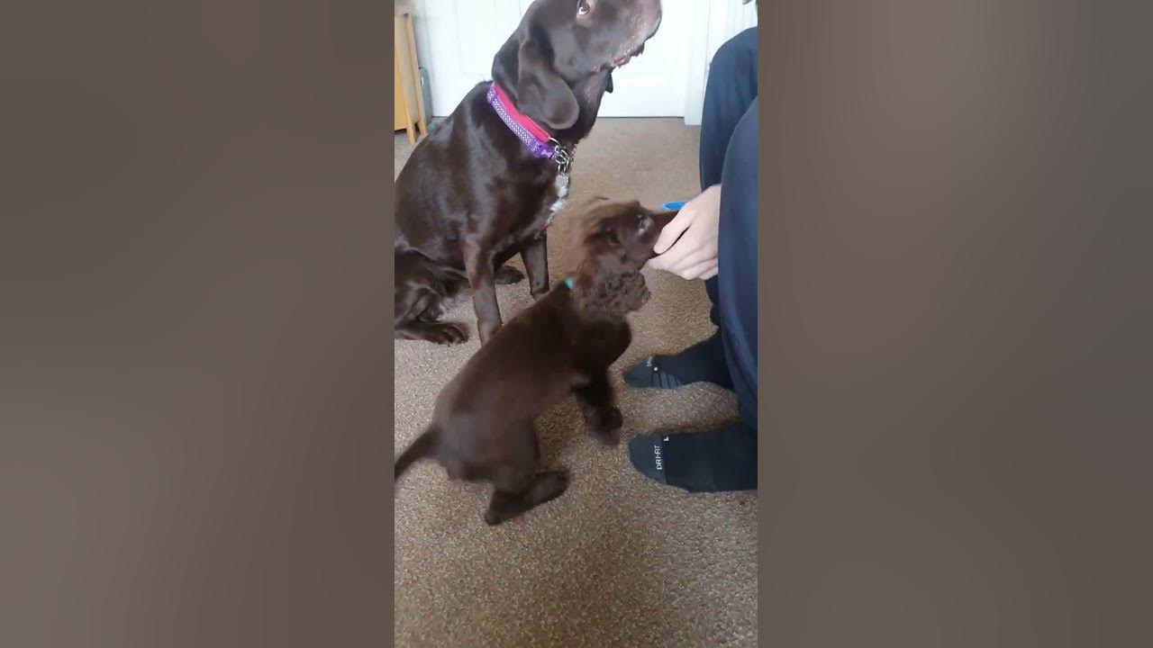 Trying to teach Zack to give me his paw. shorts cockerspaniel dog 