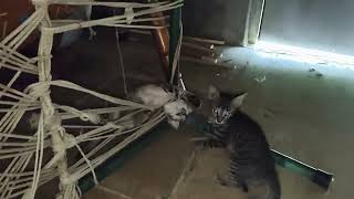 #buffy with sinu with simba ki Masti 😊🧿 #aur ye kittu maharaj ye kya kar rahe hai😊 #new 