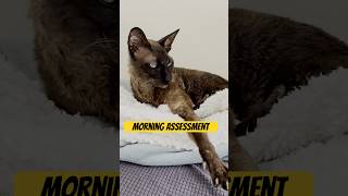 Morning Audit Barely Functional