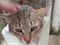 Cute Kitten Meow Fuzzy Adorable kitten #catsounds #funny #pets