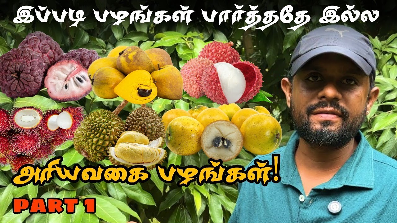 அரிதான பழங்கள் வாங்க Pollachi-க்கு வாங்க! | Exotic Fruit Farm | Fruit பார்த்துருக்கவே மாட்டீங்க!