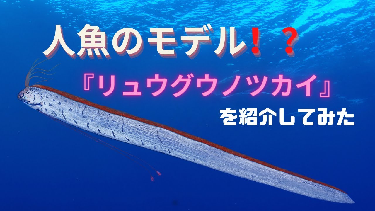 深海魚 リュウグウノツカイを紹介してみた Youtube 深海魚 リュウグウノツカイを紹介してみた Youtube