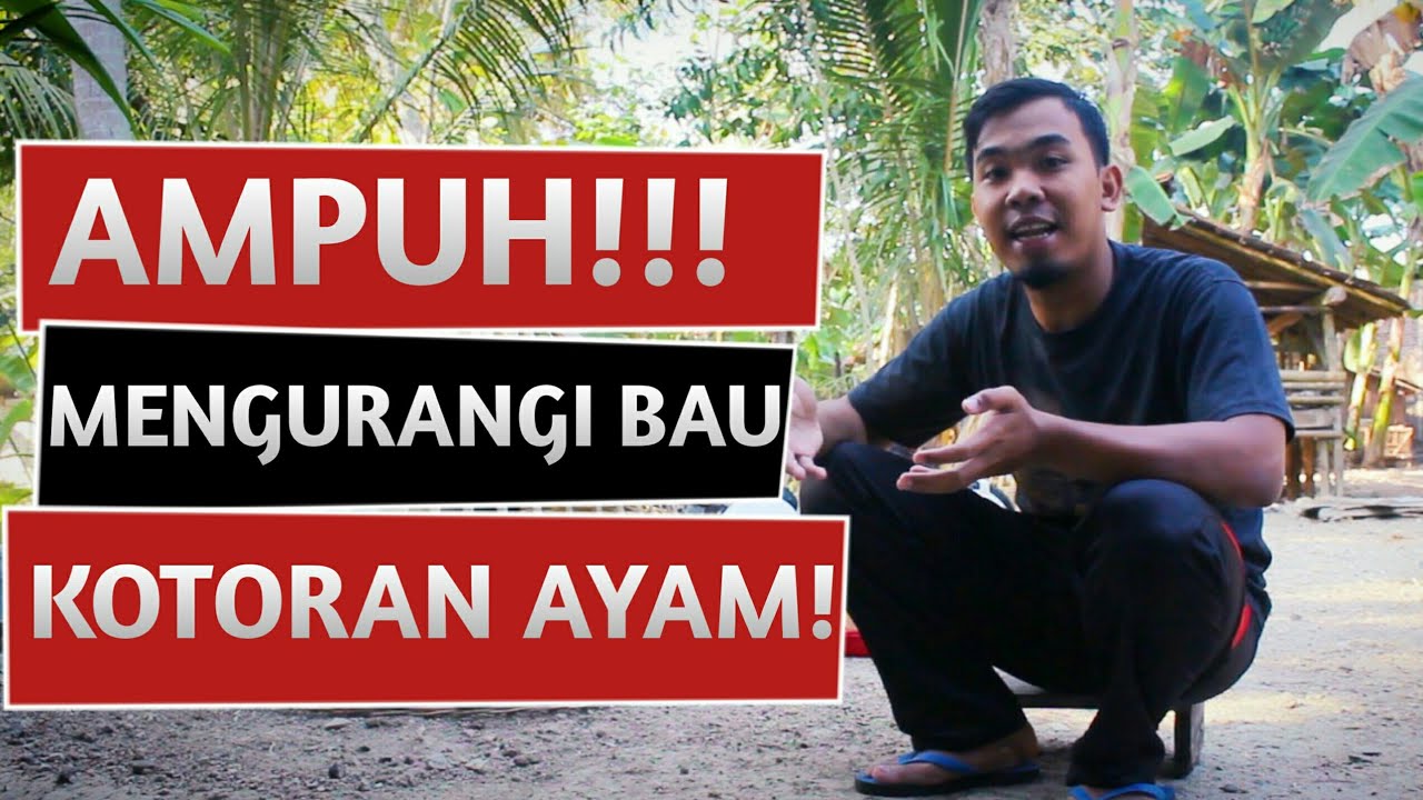 4 Cara Menghilangkan Bau Kotoran Kucing Di Taman 4 Cara Menghilangkan Bau Kotoran Kucing Di Taman