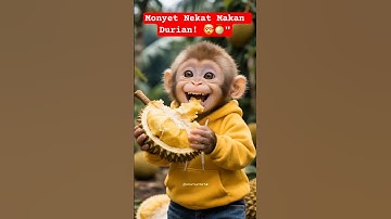 Monyet Lucu Lahap Durian! 🍈😂 #monyetlucu #monyetmakandurian #videogemes #hewanimut #shorts