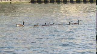 Young Canada geese