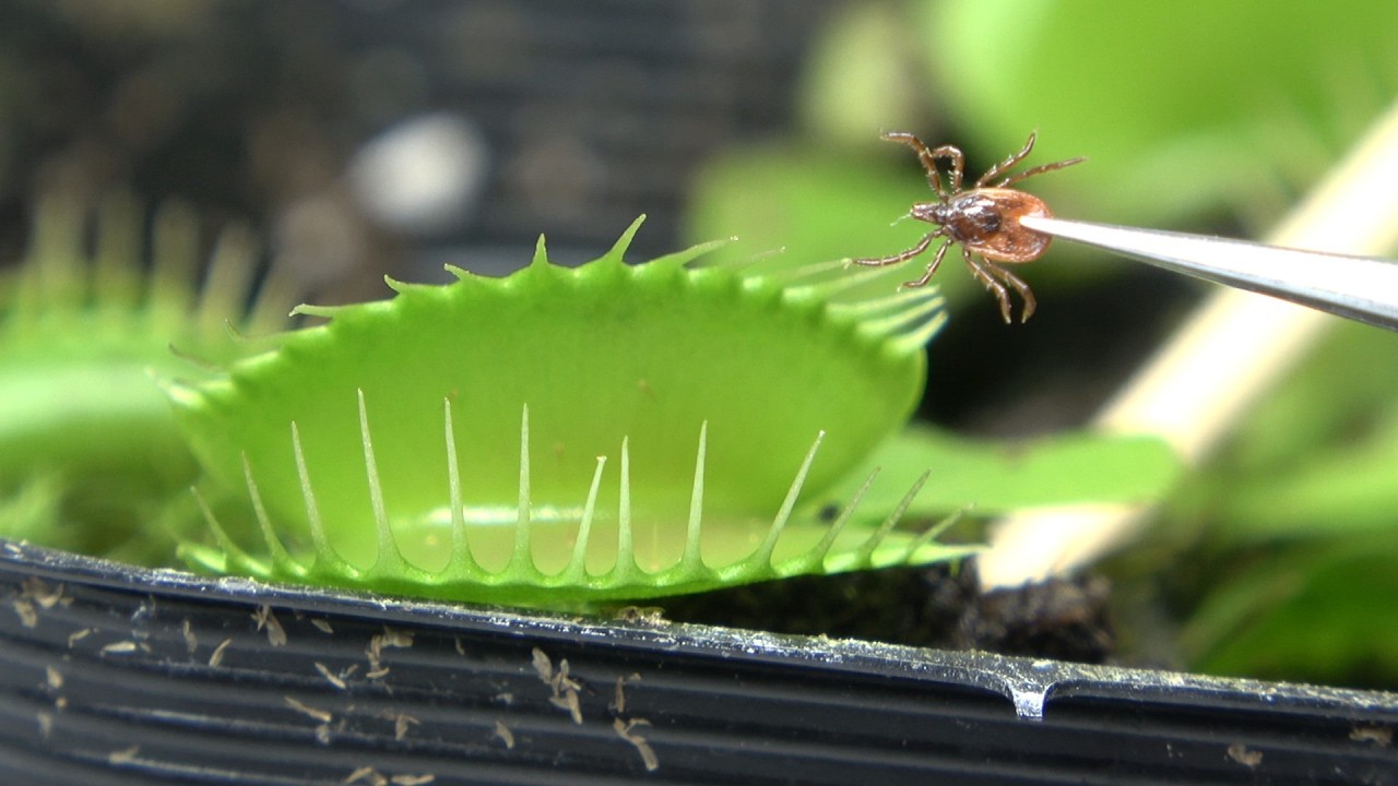ハエトリソウにマダニ食わせてみた