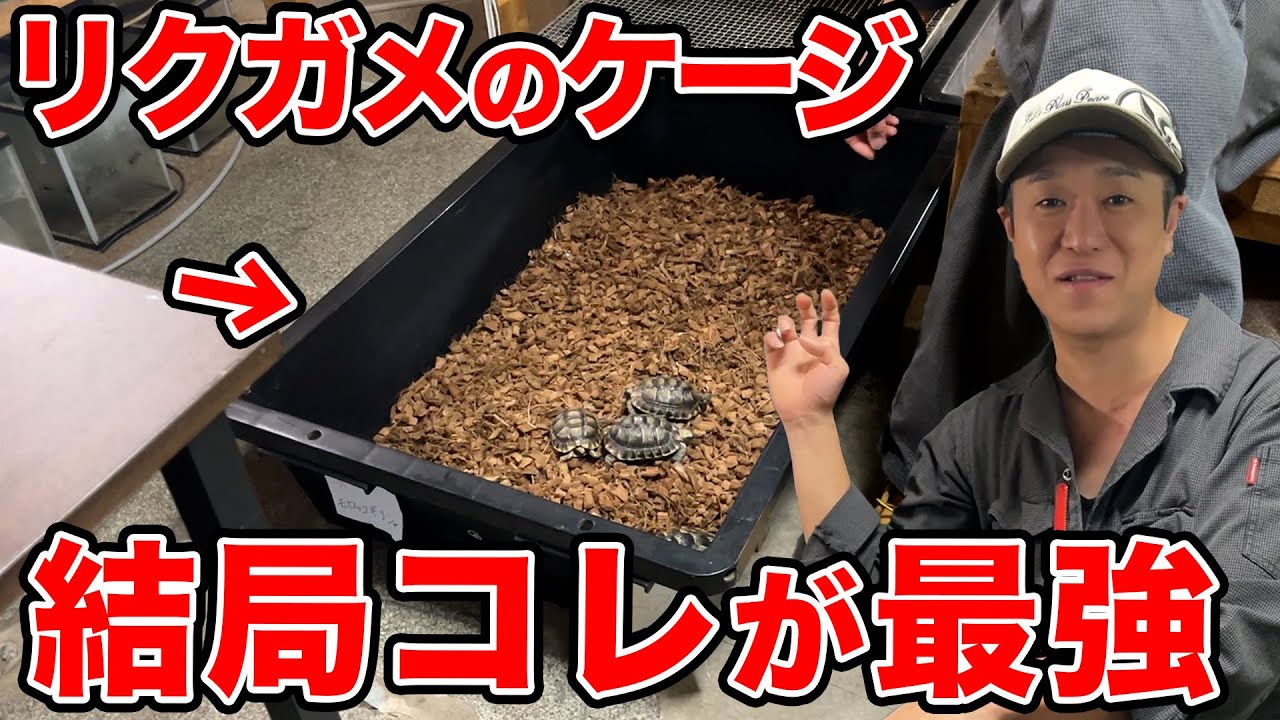 初心者必見!!リクガメの飼育ケージはコレでOKです