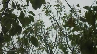 aaaaa MOV09311黑頭臘嘴20150419 1530拍攝於江西樟樹市昌傅鎮雙金園藝場---京家山非觀光生態園區