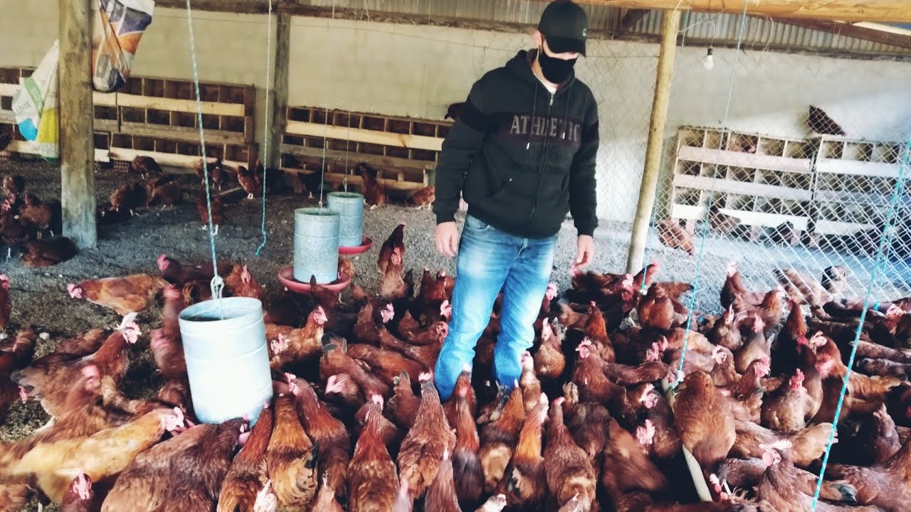 Saí do meu emprego para criar galinhas!! Quantos eu ganhava e quantos ganho agora. 🐓💸💸 Saí do meu emprego para criar galinhas!! Quantos eu ganhava e quantos ganho agora. 🐓💸💸