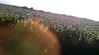 Showing damage from July 11 storm in our corn