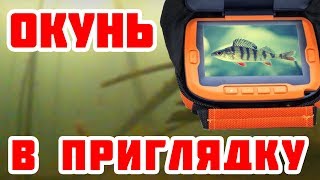 Ловим окуня в приглядку