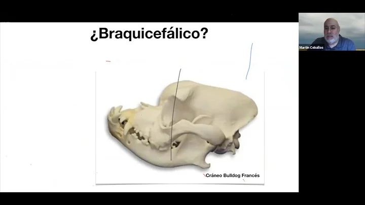 Anestesia en Perros Braquiceflicos. Dr Martin Ceba...
