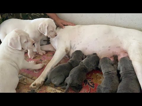 DOGO ARGENTINO LEYDİ ÖKSÜZ KALAN  CANE CORSO YAVRULARINA ANNELİK YAPIYOR