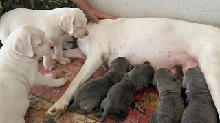 DOGO ARGENTINO LEYDİ ÖKSÜZ KALAN  CANE CORSO YAVRULARINA ANNELİK YAPIYOR