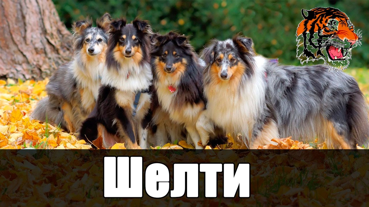 фото шелти собака онлайн