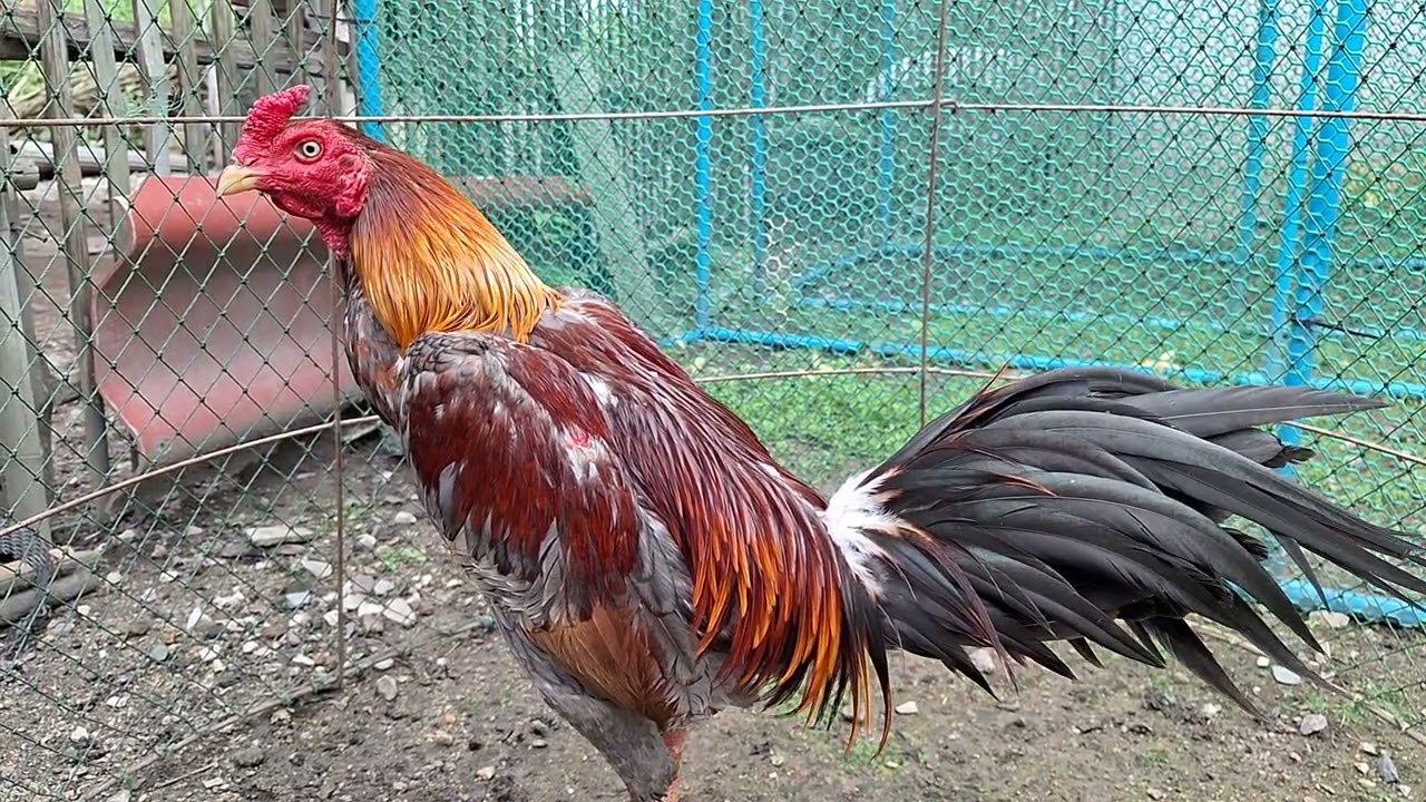 ไก่พม่าแข้งหน้า #ไก่ชนพม่า #ayam #rooster 