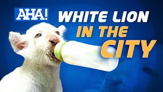 White lion cub, ipinanganak sa Malabon Zoo | AHA!