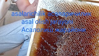 картинка: Асаларичилик,Асал олиш жарайони. Asalarichilik,asal olish jarayoni.