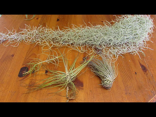 Air Plants - Highlight on Tillandsia Spanish Moss – Air Plant City