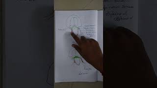 soft palate  easy to study screenshot 4