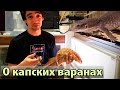 Капский варан