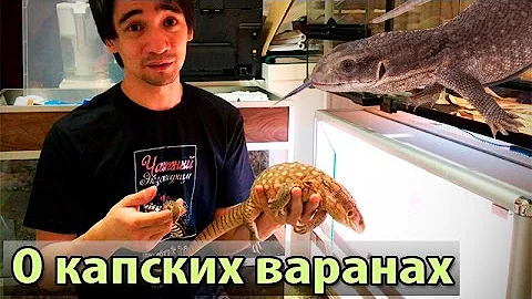 Капский варан