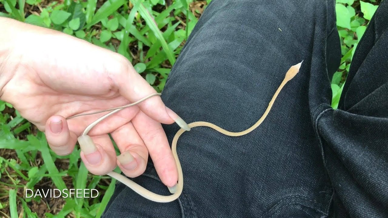 Juvenile Oriental Vine Snake Herping Thailand YouTube