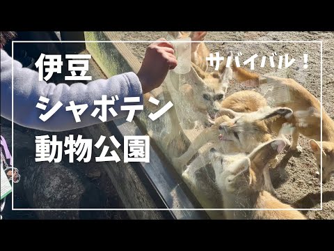 【餌やり三昧】伊豆シャボテン動物公園は動物との距離が近い！の巻