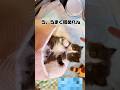 子猫に足がピーンってなっているのを指摘してみると… #shorts #もちぞう