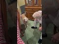 Golden Retriever REFUSES To Leave Grandma's House! 😆👵