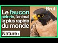 Pourquoi le faucon plerin est lanimal le plus rapide au monde