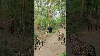4 leopard attack in men #vfx #wildlife #shortsfeed