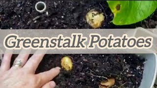 Potato Experiment in Greenstalk Ends + Last Broccoli & Cauliflower Harvested