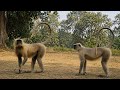 Langur vlog video