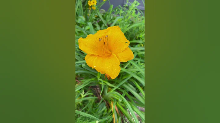 且聽風吟，靜待花開。#治癒系風景 #琵琶湖 - 天天要聞