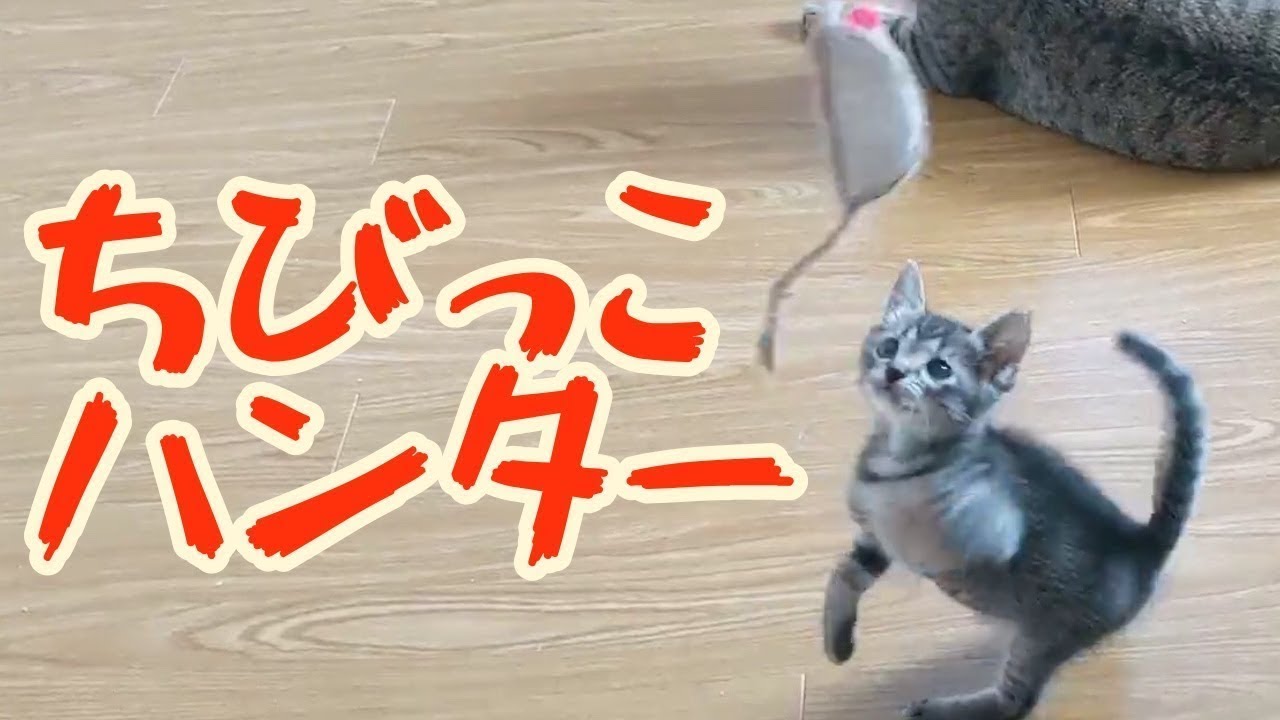 ついに抗争勃発 新入りちび猫軍団vs先住どら猫軍団 Youtube ついに抗争勃発 新入りちび猫軍団vs先住どら猫軍団 Youtube