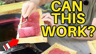 Beekeeping: Wax Experiment & Repairing Wax Moth Damage