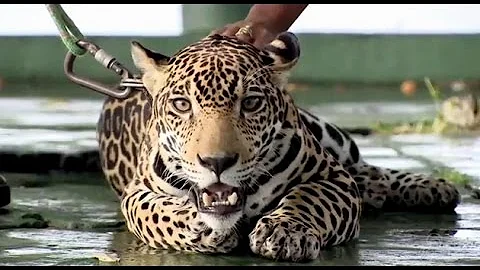 Que animais foram ver a onça morta?