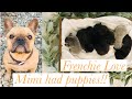 FRENCHIE PREGNANT WITH 8 PUPS! I LOVE MY FRENCHIE! DAY 1 to 4 MONTHS