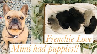 FRENCHIE PREGNANT WITH 8 PUPS! I LOVE MY FRENCHIE! DAY 1 to 4 MONTHS