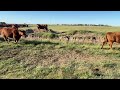 ESTE_LA 34 VIENTRES PARA MADRES (19 Vaquillonas y 15 Vacas de Primera Parición) DE 391 KG PROMEDIO